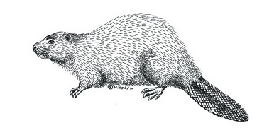 393x191 beaver drawing nature art nordic european mammal living - Beaver Drawing