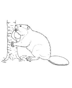 236x288 best beaver sketches images beavers, drawings, beaver logo - Beaver Drawing