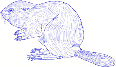 400x232 how to draw a beaver - Beaver Drawing