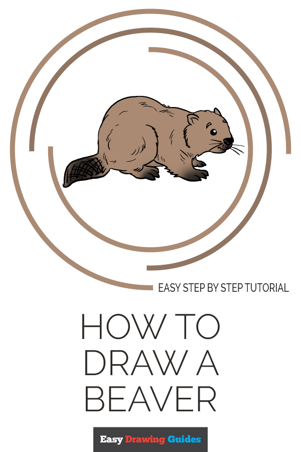 600x900 how to draw a beaver - Beaver Drawing