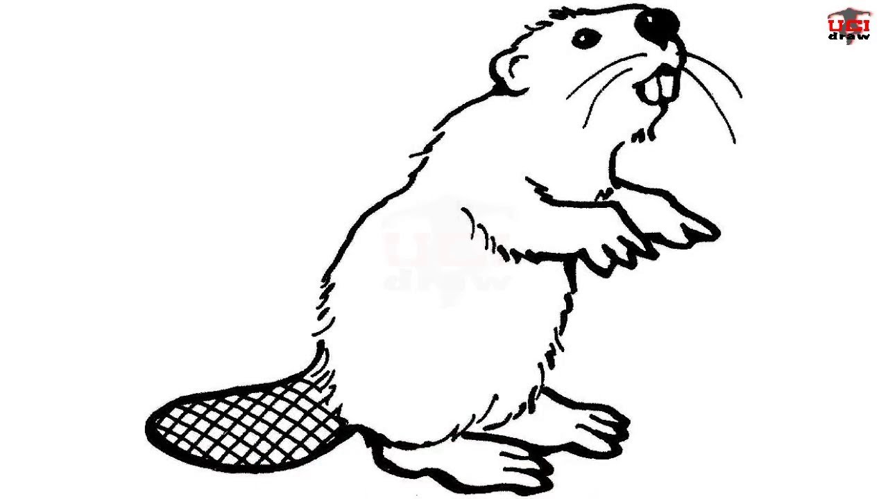 1280x720 how to draw a beaver step - Beaver Drawing