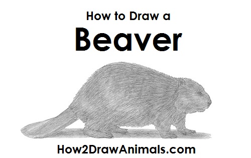500x315 how to draw a beaver - Beaver Drawing