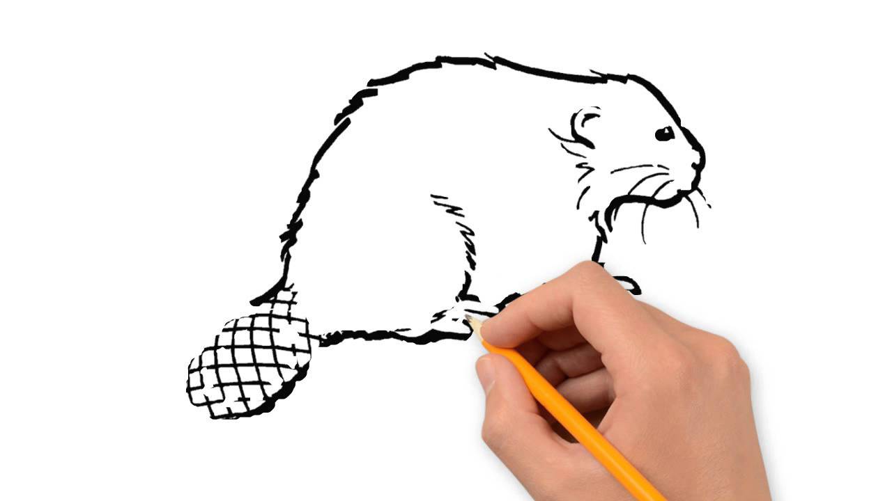 1280x720 beaver animals pencil to draw step - Beaver Drawing