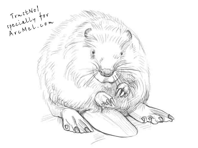 667x500 beaver drawing art drawing skill - Beaver Drawing