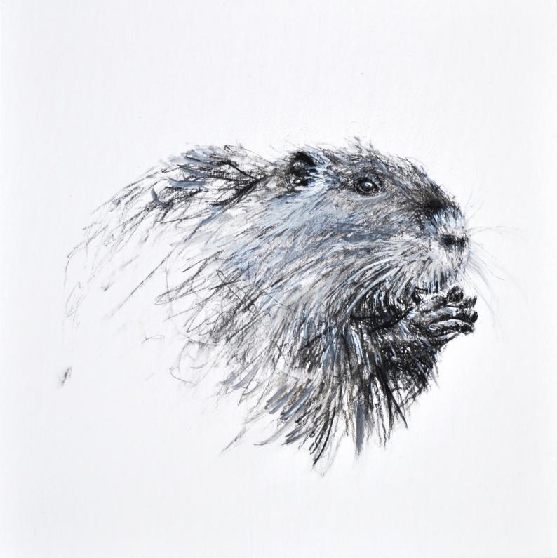 794x795 beaver drawing original drawing charcoal drawing beaver etsy - Beaver Drawing