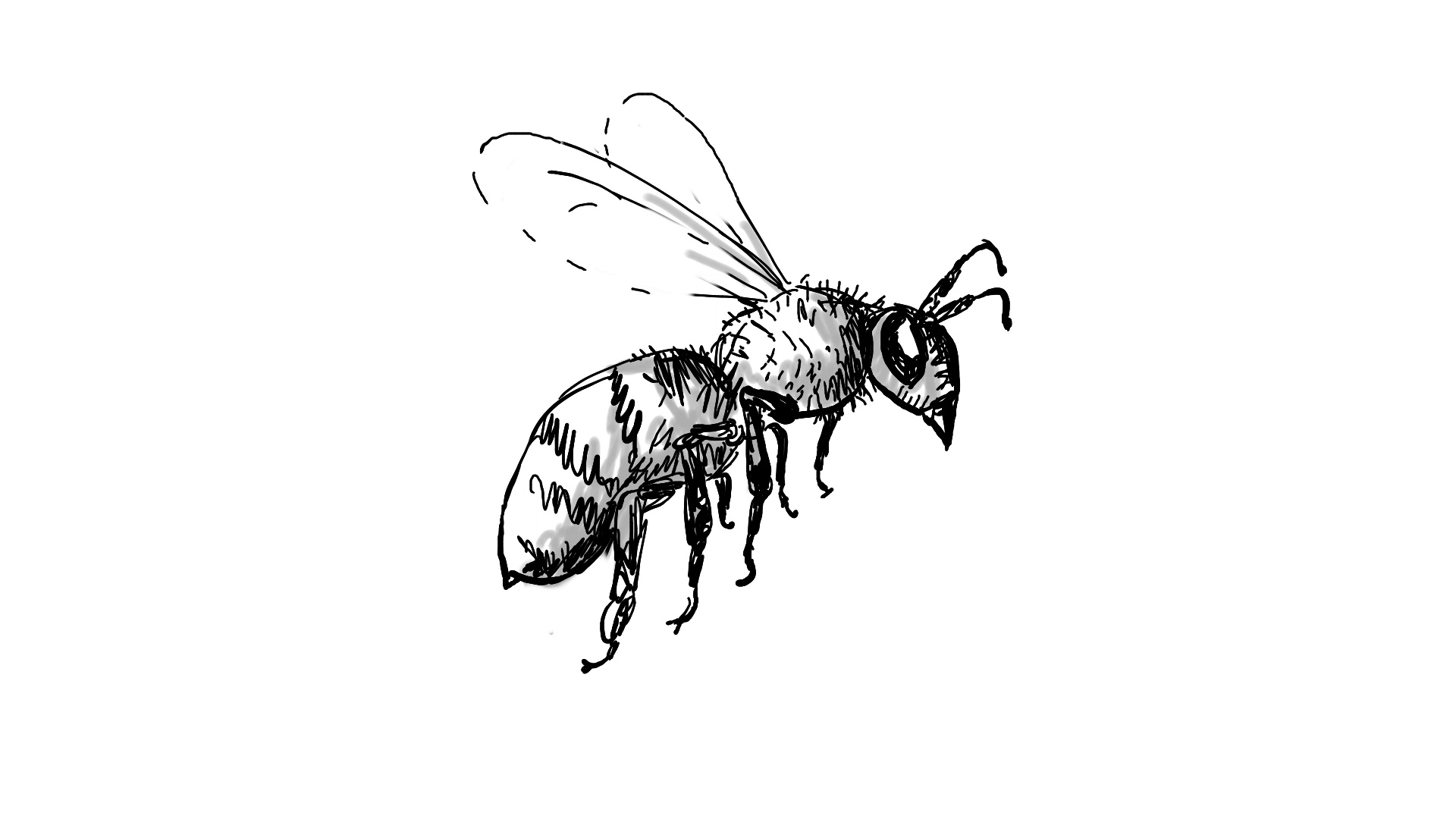 1920x1080 Bumble Bee Flying Drawing Animation Footage - Bee Drawing