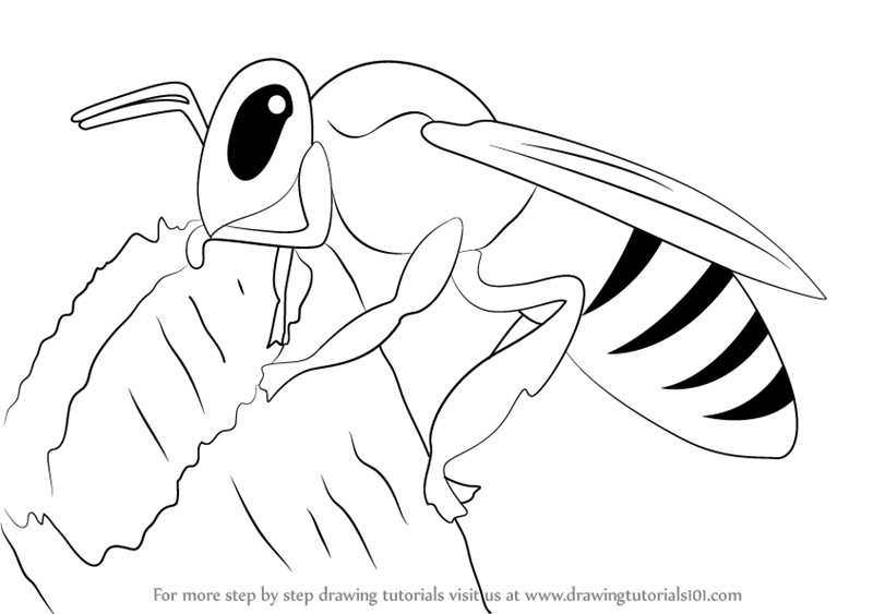 800x563 Learn How To Draw A Honey Bee - Bee Drawing