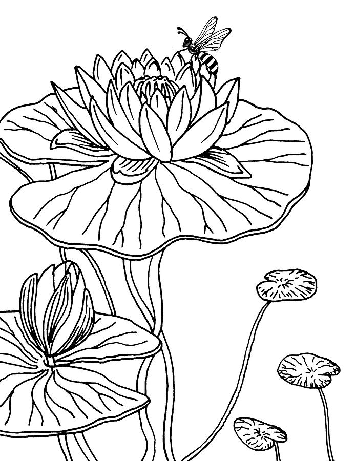 695x900 waterlily and bee drawing drawing - Bee Drawing