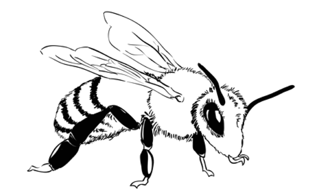 650x400 How To Draw A Bee - Bee Drawing Easy