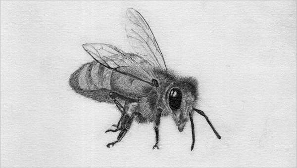 600x340 Bee Drawings - Bee Drawing Easy