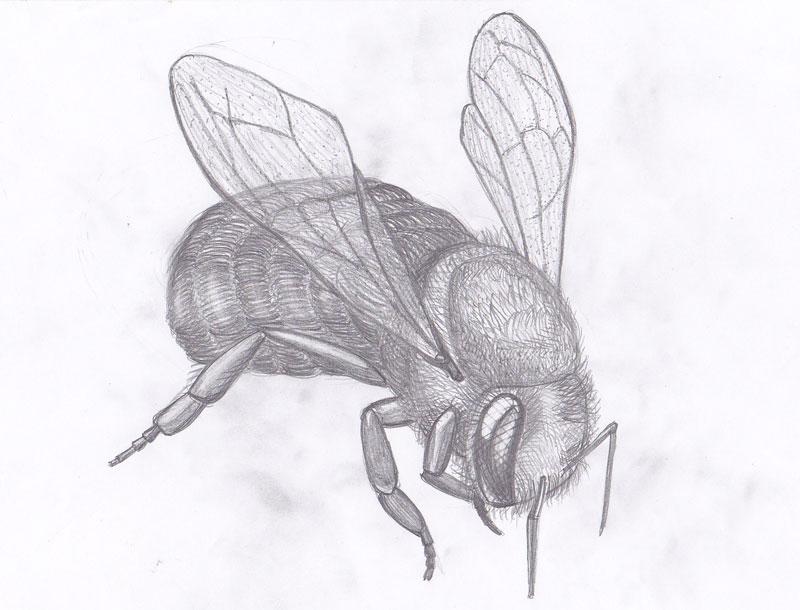 800x610 Bee Nature Drawings Pictures Drawings Ideas For Kids Easy - Bee Drawing Easy