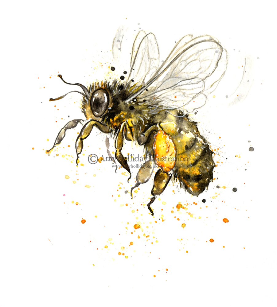 902x1000 Honey Bee Drawing - Bee Drawing Images