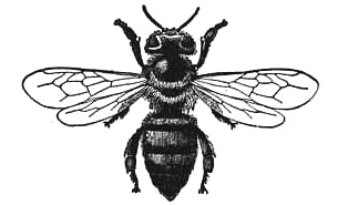 314x185 honeybee worker bee drawing - Bee Drawing Images