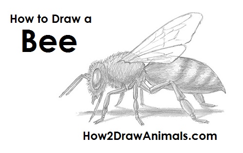 500x315 How To Draw A Bee - Bee Drawing Images
