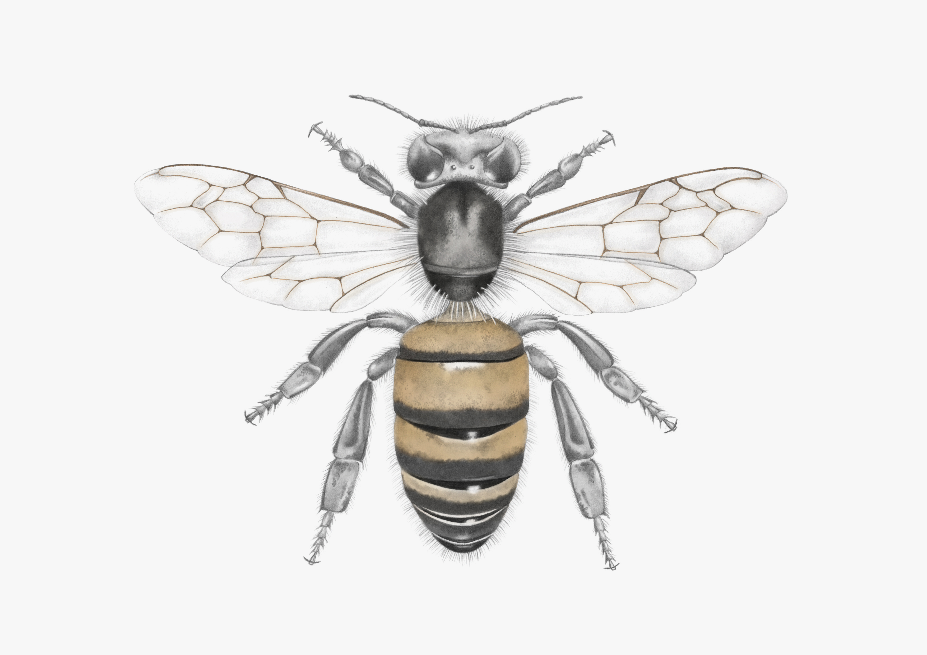 3508x2480 Manchester Bee Drawing Lauren Fitton - Bee Drawing Images