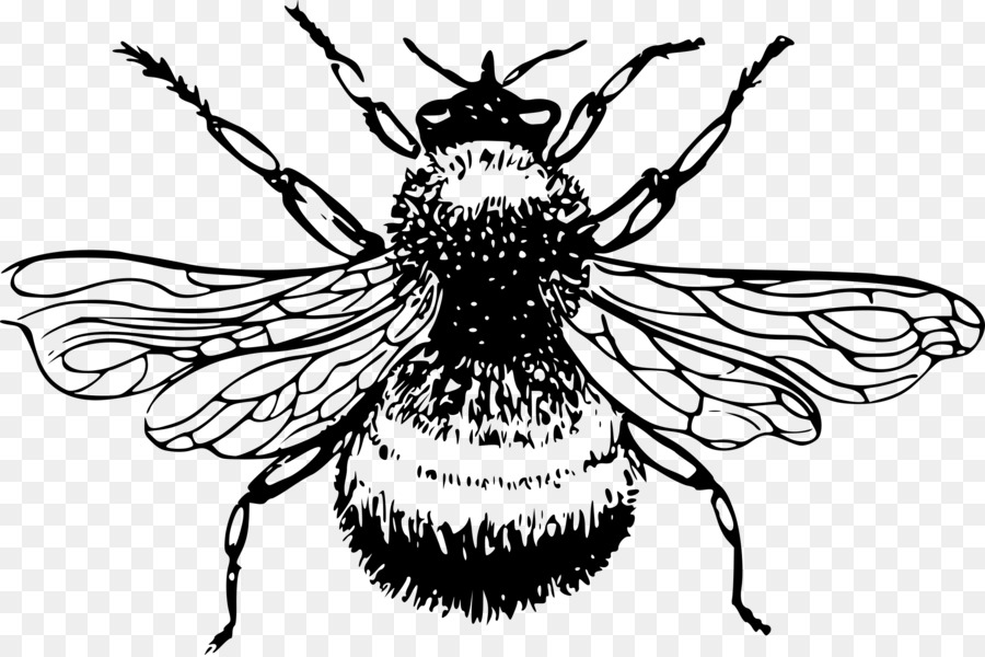 900x600 Bee, Drawing, Flower, Transparent Png Image Clipart Free Download - Bee Drawing Images