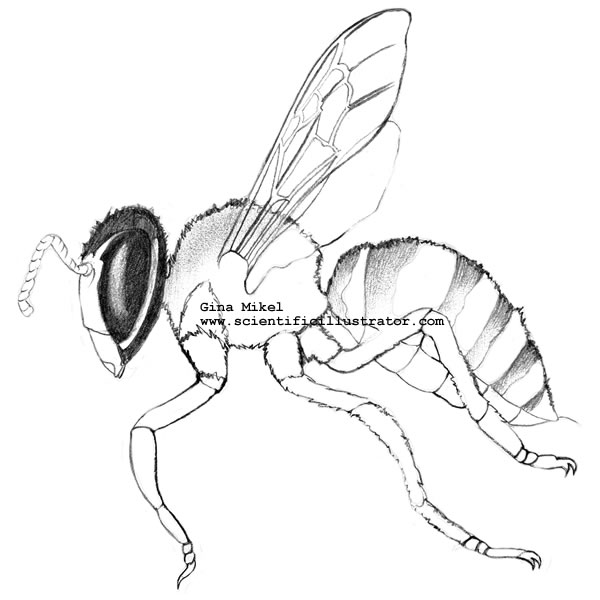 600x600 Bee Line Drawing, Pencil, Scientific Illustration - Bee Line Drawing