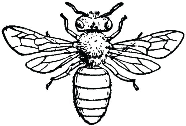 600x407 Best Of Honey Bee Coloring Pages Coloring Page - Bee Line Drawing