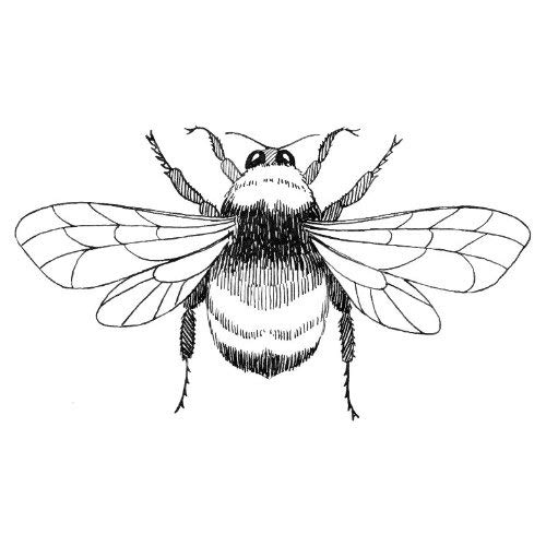 500x500 Bumble Bee Line Drawing - Bee Line Drawing