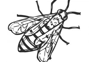 300x210 honey bee pencil sketch beehive honeycomb honey bee - Bee Line Drawing