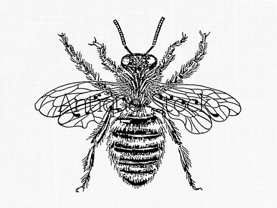 570x428 insect clipart 'queen bee' line art transfer honey bee etsy - Bee Line Drawing