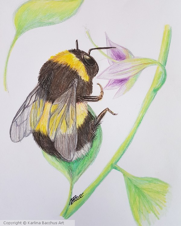 Bee On Flower Drawing at PaintingValley.com | Explore collection of Bee ...