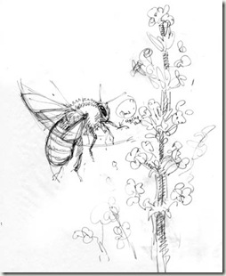 254x310 Pencil And Leaf The Common Carder Bee And Lavender - Bee On Flower Drawing