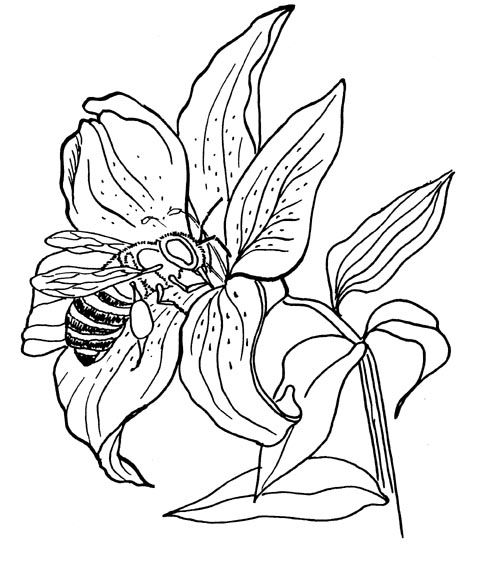 488x570 Flower Bee Sketch Drawings! Flower Quilts, Butterfly Coloring - Bee On Flower Drawing