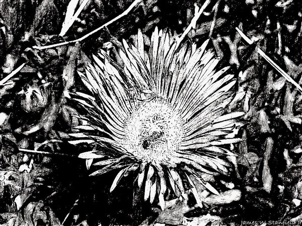 600x450 Bee And Flower Drawing Hard Ink Art Print - Bee On Flower Drawing