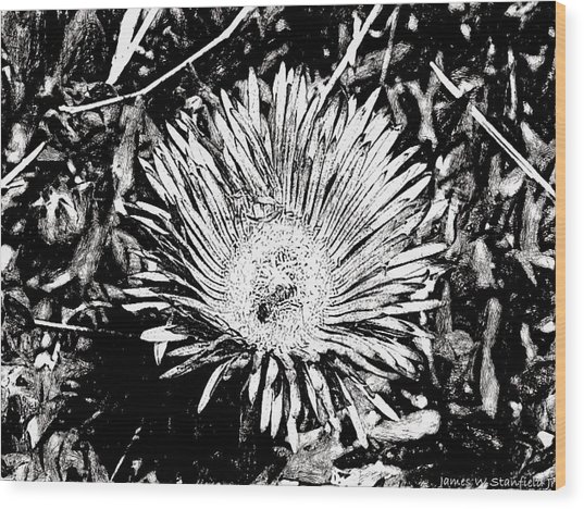 537x468 Bee And Flower Drawing Hard Ink Painting - Bee On Flower Drawing