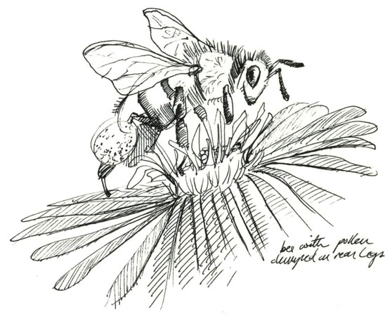 558x450 Bee And Flower Drawing - Bee On Flower Drawing