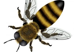 300x210 Bee Wings Drawing Bee Simple Drawing At Getdrawings Free - Bee Simple Drawing