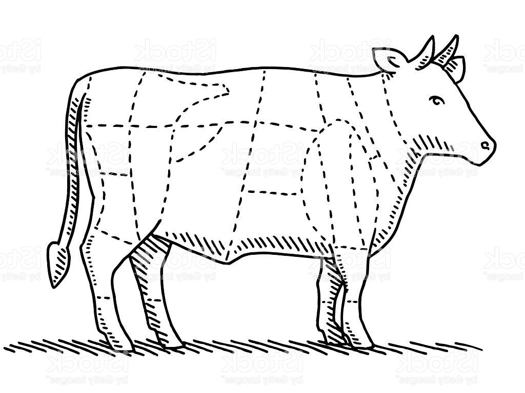 Beef Drawing at Explore collection of Beef Drawing