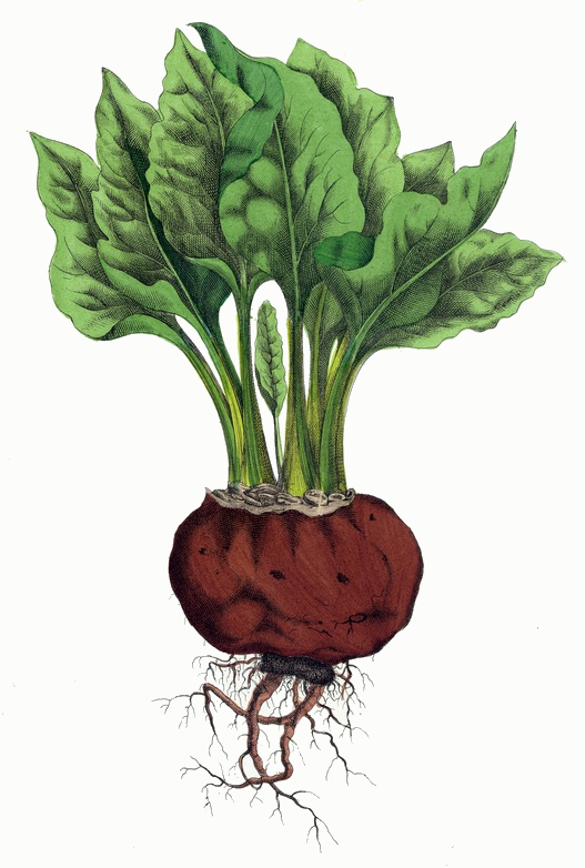 527x782 beet root plant drawing - Beet Drawing