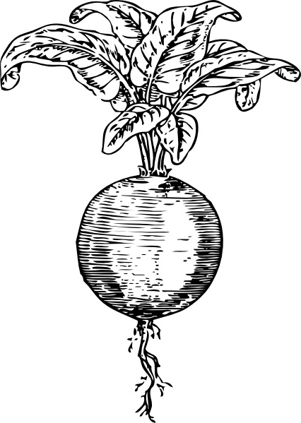 426x599 Beet Clip Art Free Vector In Open Office Drawing - Beet Drawing