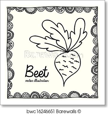 362x382 Beet Drawing, Art Print Barewalls Posters Prints - Beet Drawing