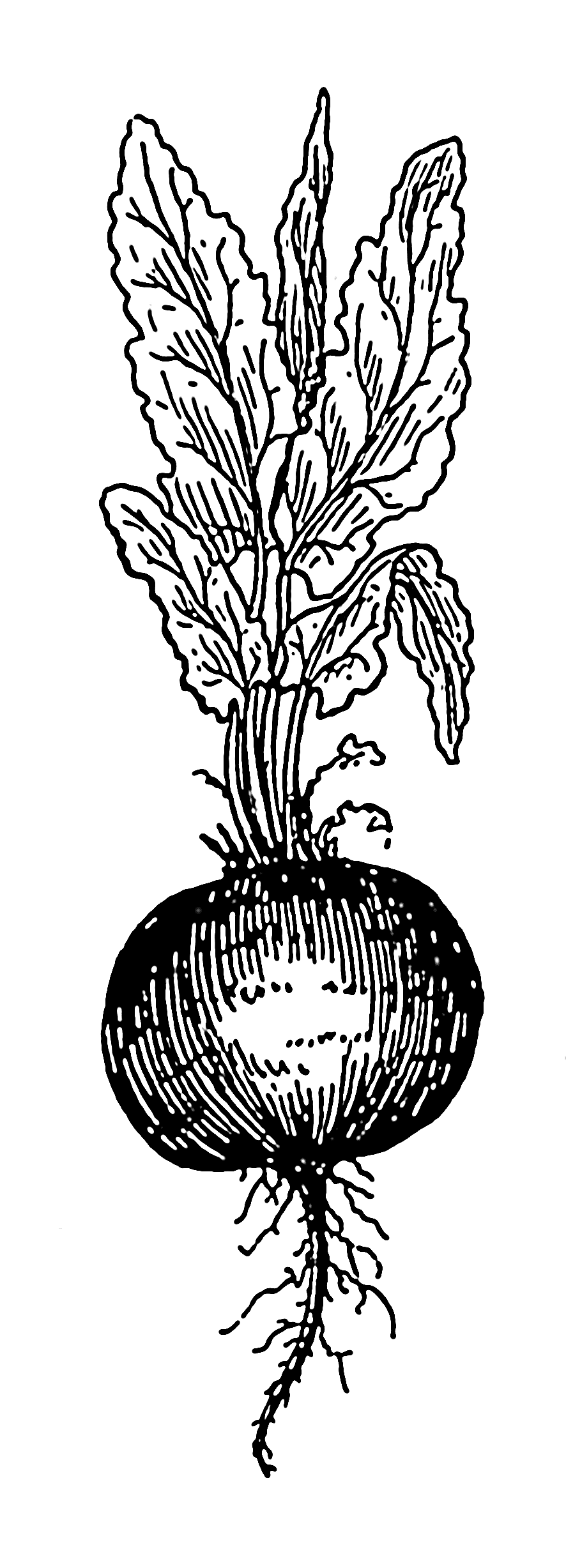886x2455 Beets Drawing Free Download - Beet Drawing