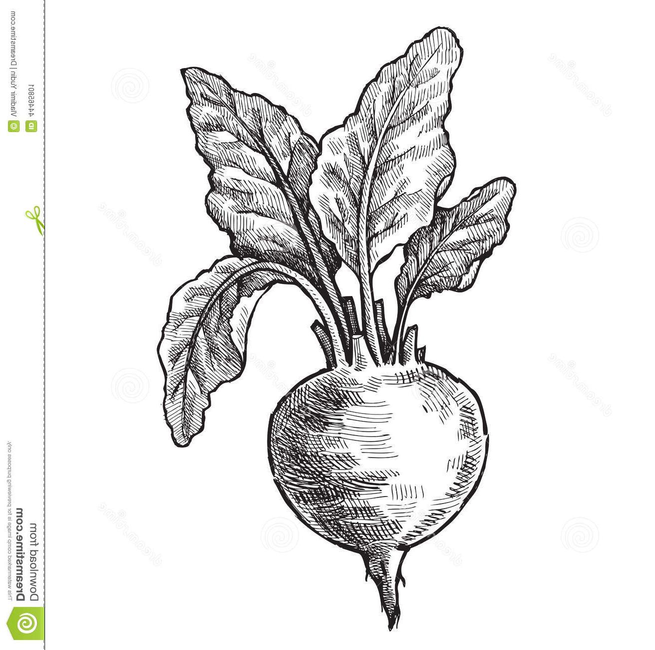 1309x1300 Best Free Hand Drawn Beet Vector Black Illustration Drawing - Beet Drawing