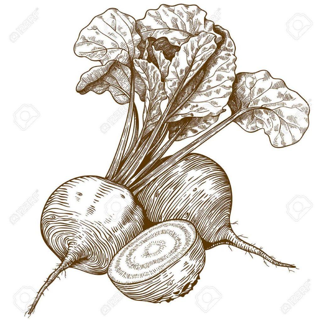 Beet Drawing at Explore collection of Beet Drawing