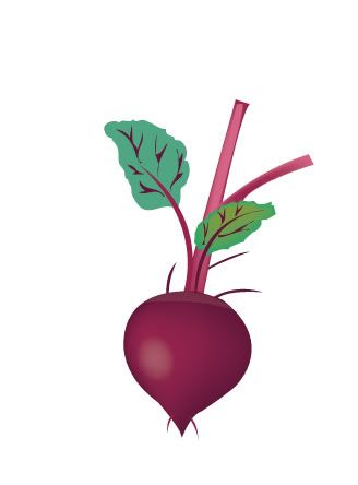 328x444 Gallery For Gt Beet Drawing I'm In Touch With My Roots - Beet Drawing