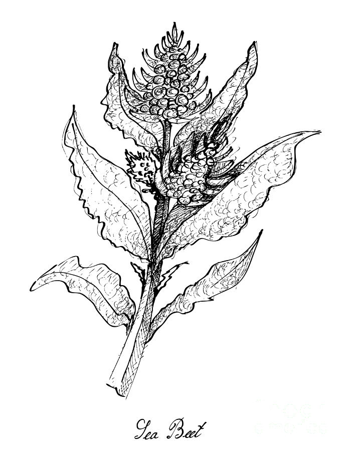 692x900 Hand Drawn Of Sea Beet On White Background Drawing - Beet Drawing
