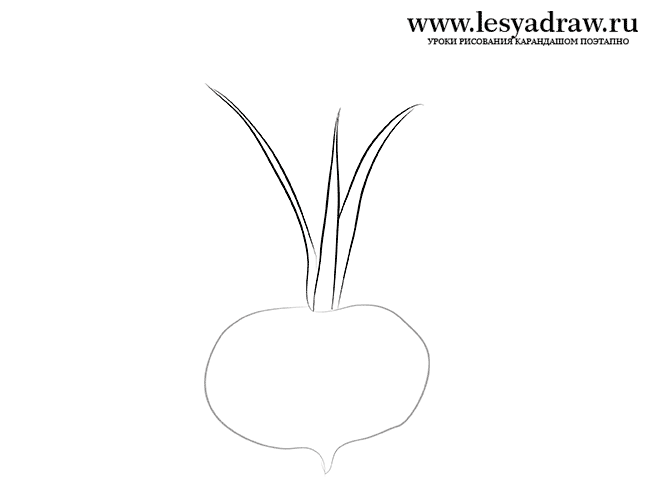 650x500 How To Draw Beet With A Pencil Step - Beet Drawing