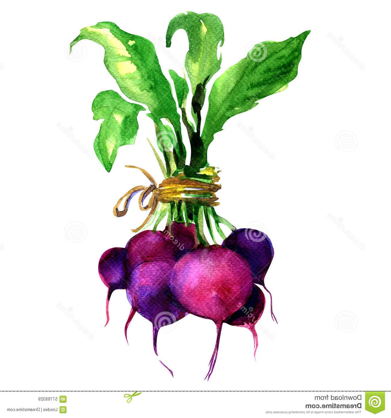 Beetroot paintings search result at PaintingValley.com