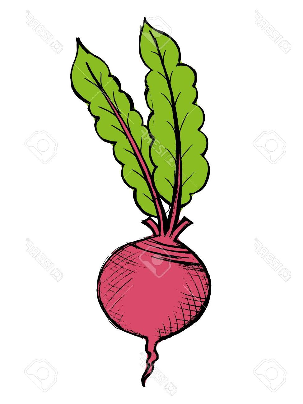 974x1300 Top Hand Drawn Illustration Of Red Beet On White Design - Beet Drawing
