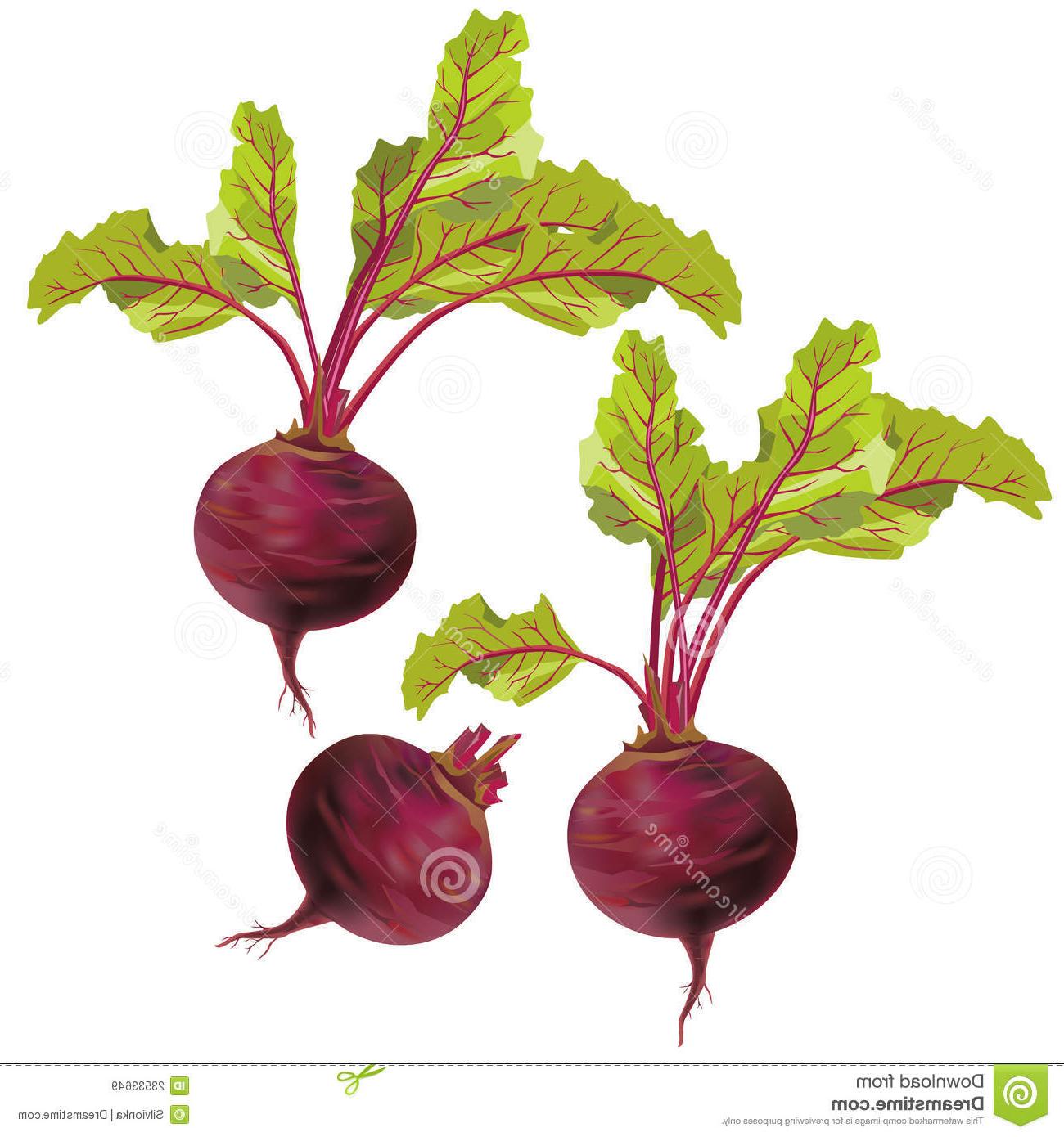 1300x1390 Top Vegetable Beet Isolated White Background Drawing - Beet Drawing