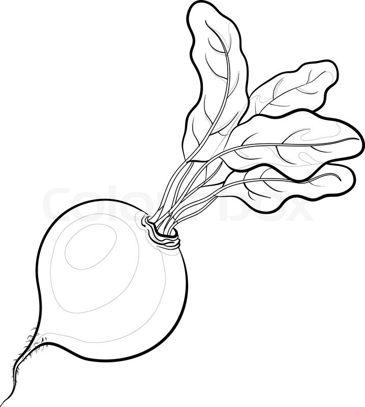 718x800 Vegetable, Beet With Leaves, Vector, Stock Vector Colourbox - Beet Drawing