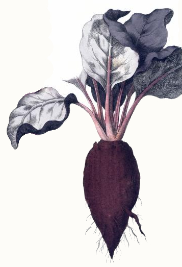 357x523 Vintage Beet Drawing - Beet Drawing