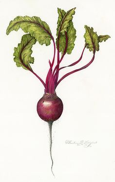 236x373 Botanical Drawing Beet - Beet Drawing