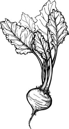 236x436 Sugar Beet Drawing - Beet Drawing