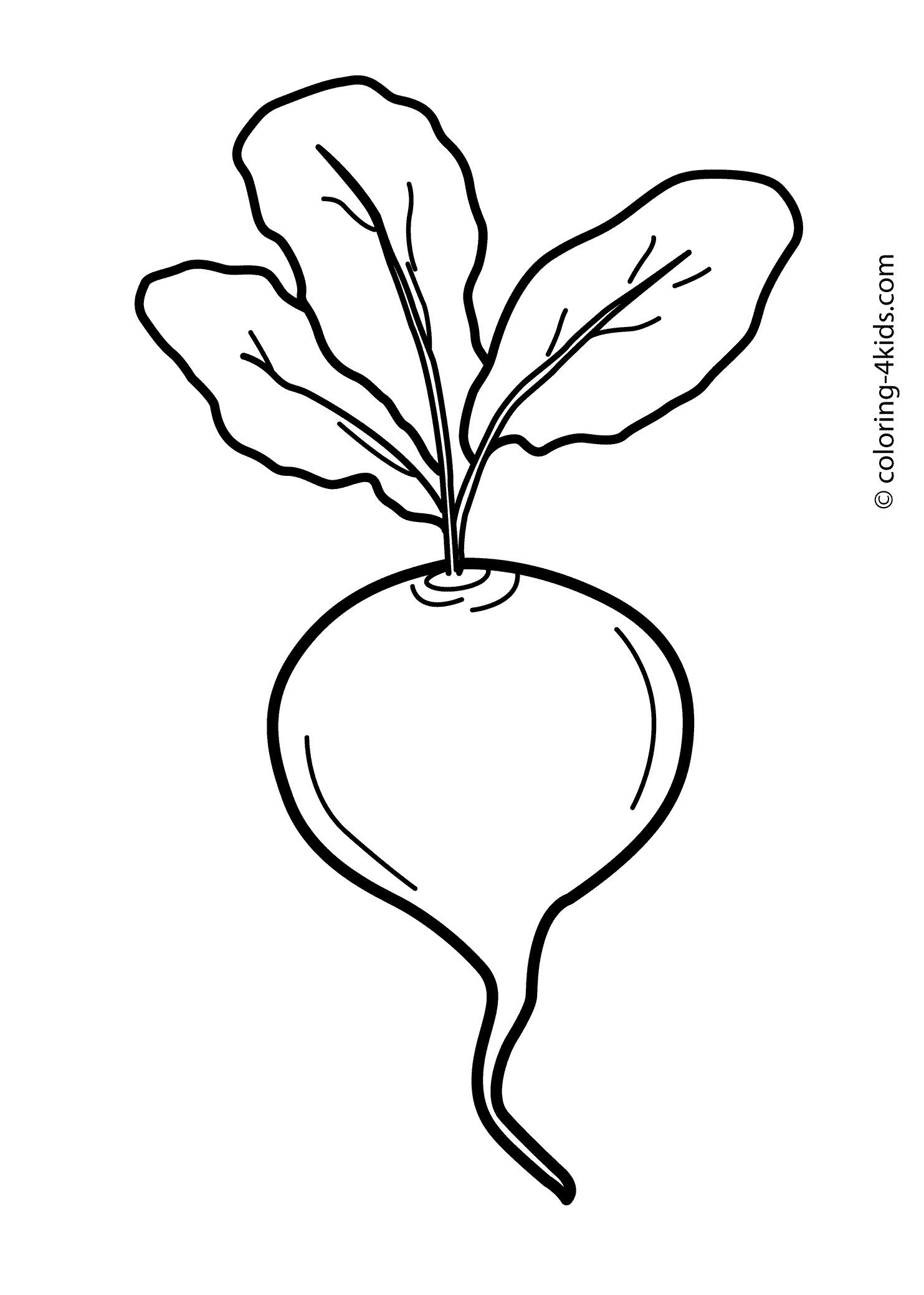1483x2079 Beets Drawing Kohlrabi For Free Download - Beet Drawing